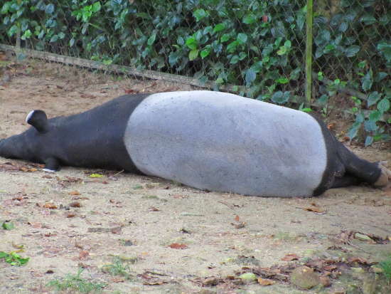 Lazy-ass tapir
