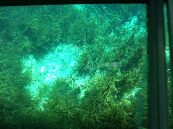 Underwater grass