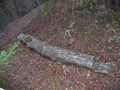 Petrified redwood trees