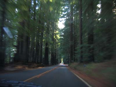 Driving through the forest