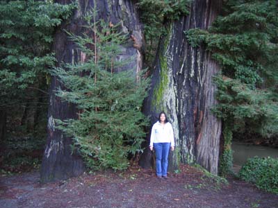 One immortal tree and me