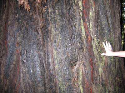 Vin's hand on the redwood bark