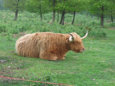 Highland Cattle or Shaggy the sheepdog?
