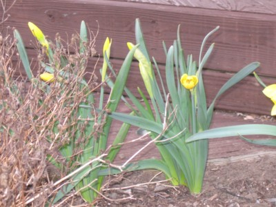 Daffodil buds