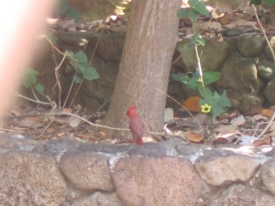 A Hawaiian Cardinal?