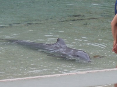 Solo dolphin