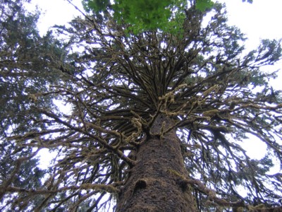 Looking up into a tall mossy pine