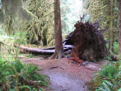 Beautiful fallen tree