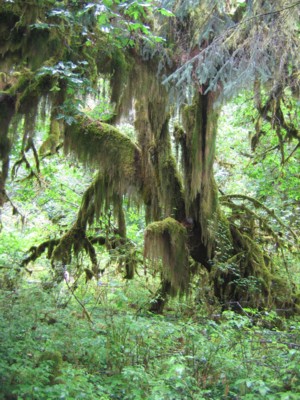 More mossy trees