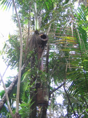Example of parrot nest