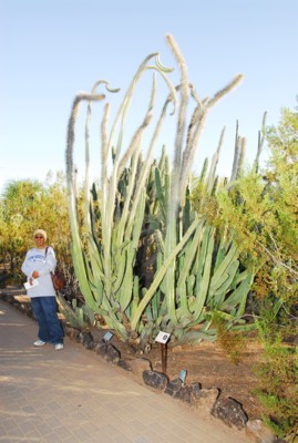 Mak by a giant octopus-like cactus