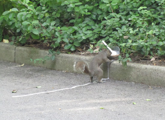 Squirrel eating ice cream!