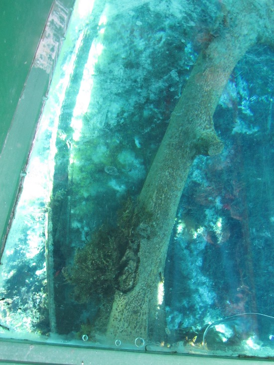 Spot the 500-year old boat hull under the tree