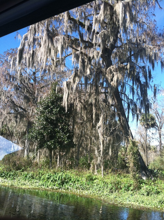 Lovely Florida cypress covered in Spanish moss