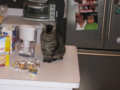 Kitkat wants her breakfast too