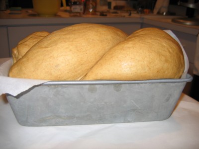 Molasses Wheat Bread, risen