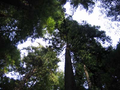 Leafy treetops far overhead