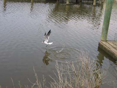 Seagull Action Shot