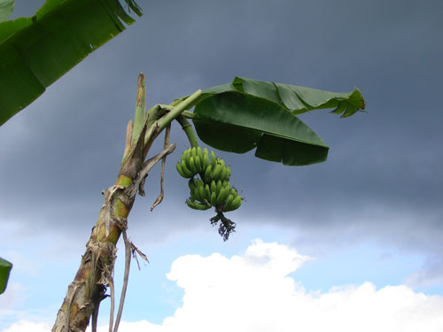 On the far side of this tandan of bananas are rain clouds