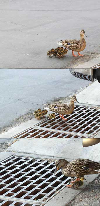 Quack! Quack! Quaaaaaaaaa....