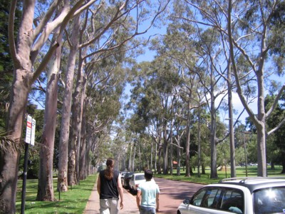 Tree-lined road