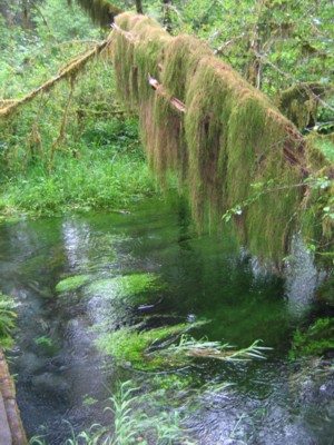 Mossy branch over a creek