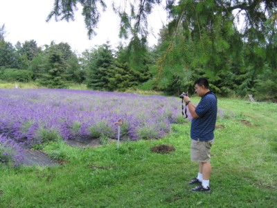 Vincent photographing the lavender
