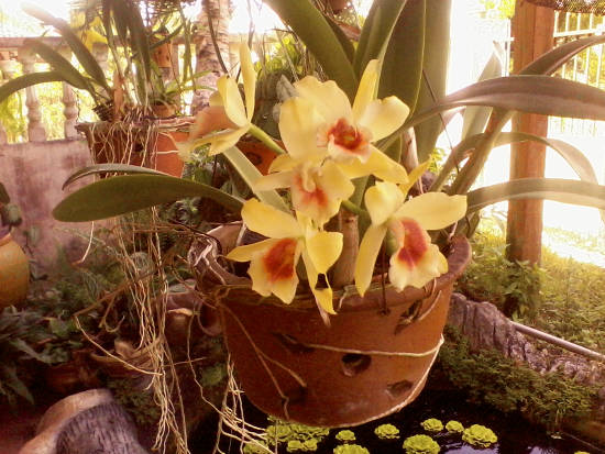 Some yellow orchid with a red centre