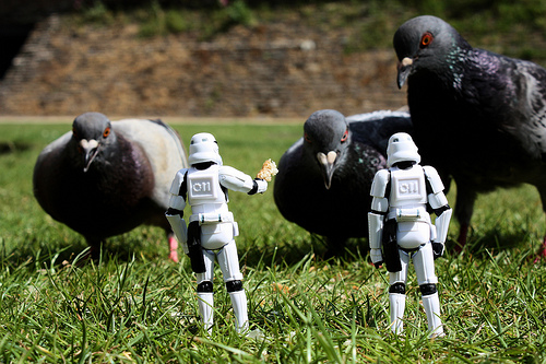 Recruiting some pigeons for the Imperial Navy