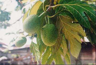 A sukun fruit