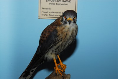 Sparrow Hawk in a display of birds indigenous to the area