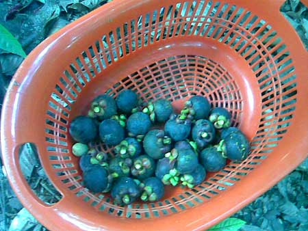 Mangosteens in the basket