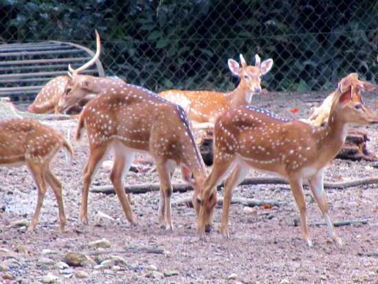 A herd of deers