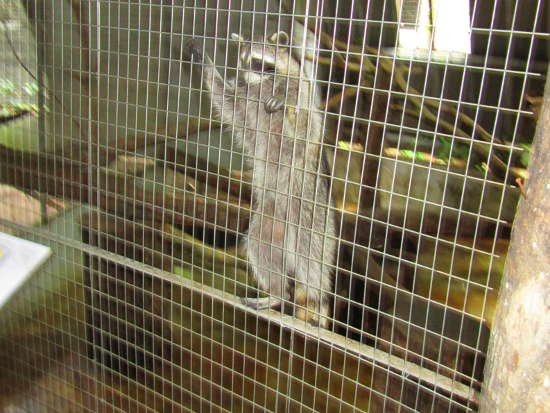 A raccoon giving a high five