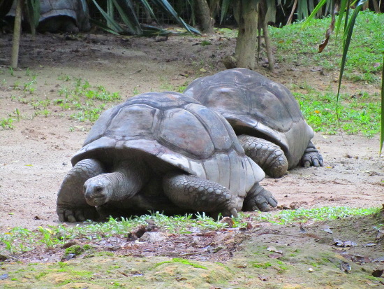 Tortoises were holding a 100-metre race at this part of the zoo
