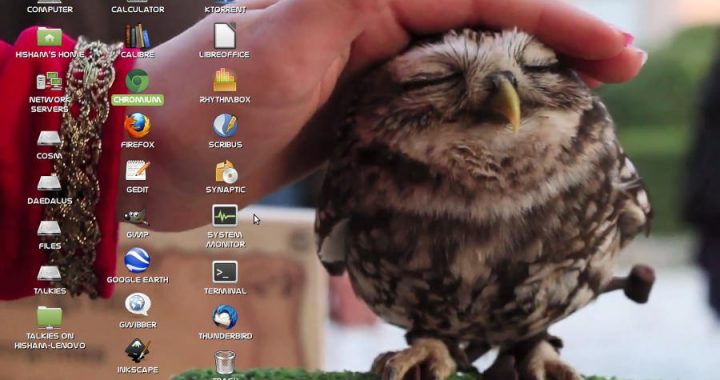 Desktop owl