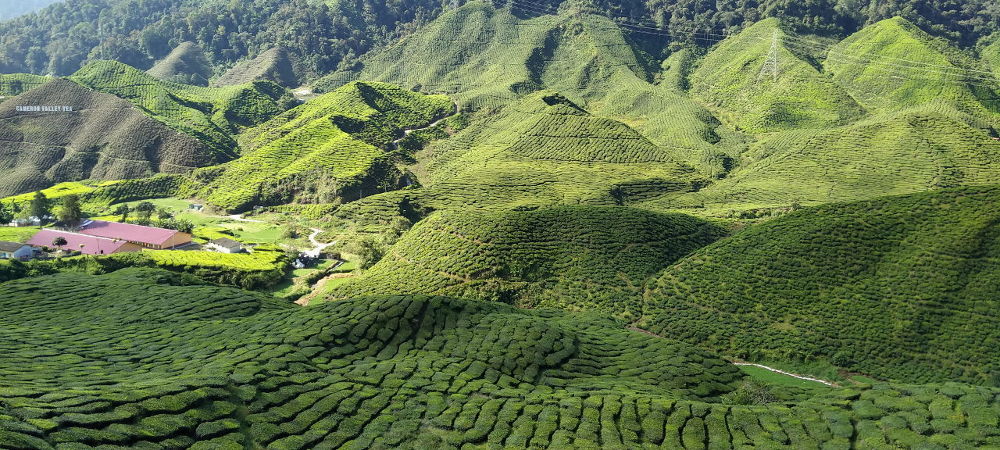 Tea farm vista