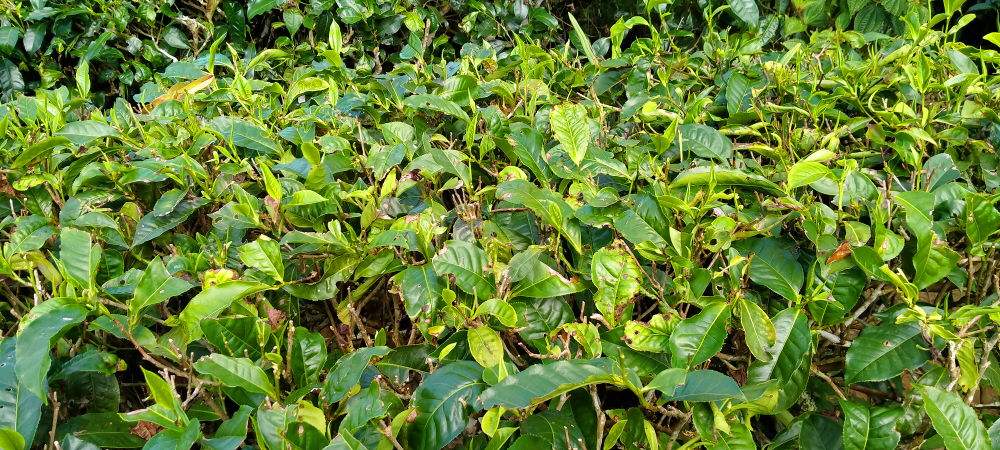 Close up of the vegetation