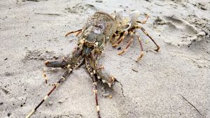 A dead crayfish